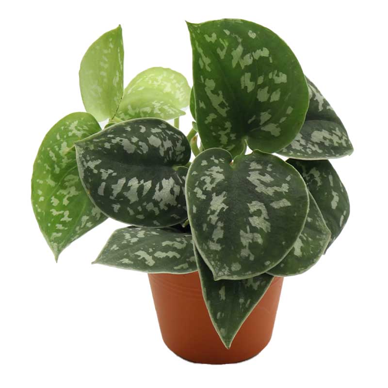 PILO SCINDAPSUS 10CM