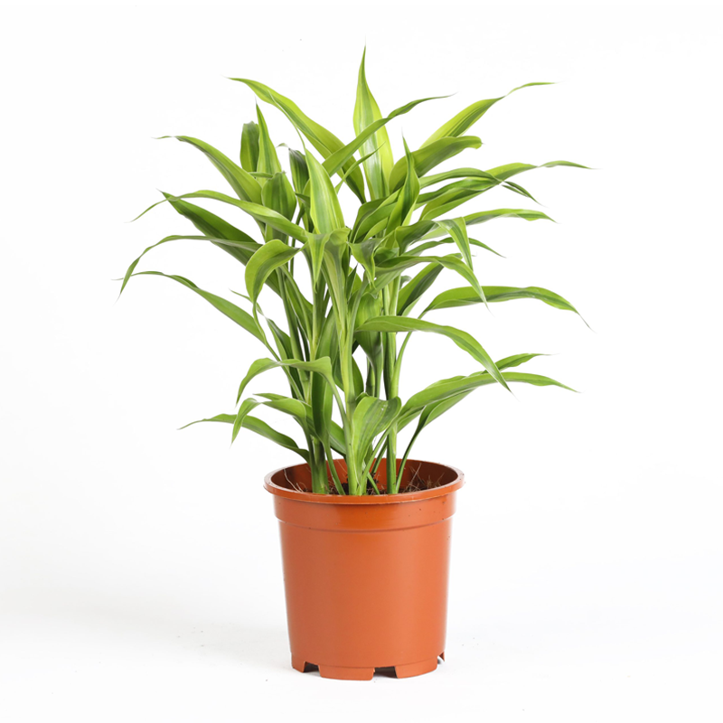 DR.SANDERIANA GOLD 5PP(10CM POT)