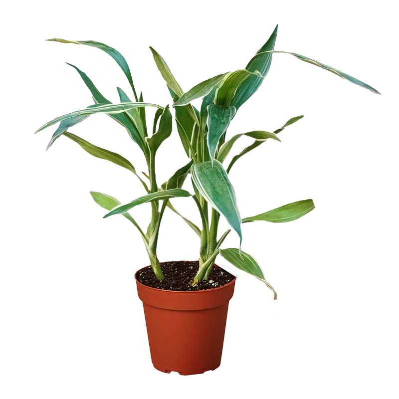 DR.SANDERIANA VICTORY 5PP(10CM POT)