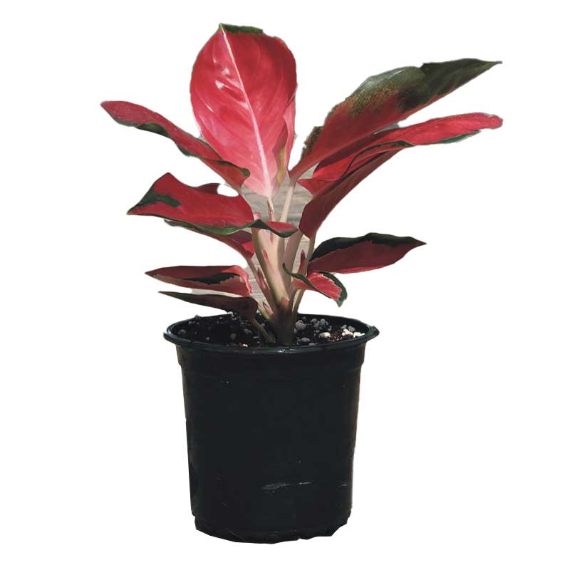 AGLAONEMA RED 12CM 3PP
