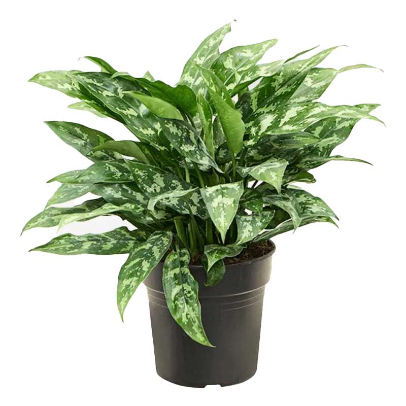 AGLAONEMA MARIA 12CM(M)