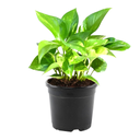 [0100024218] MONEY PLANT 10CM