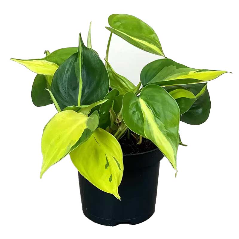PHILODENDRON SCANDENS  BRASIL 12CM