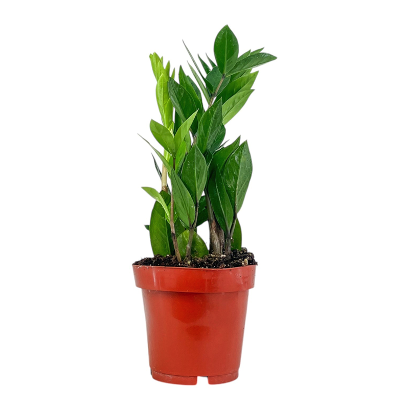 ZAMIOCULCAS ZAMIIFOLIA 12CM