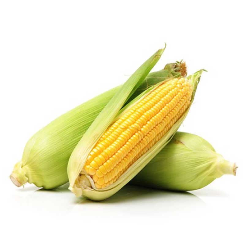 SWEET CORN