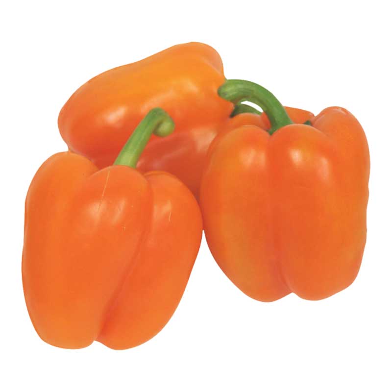 CAPSICUM ORANGE