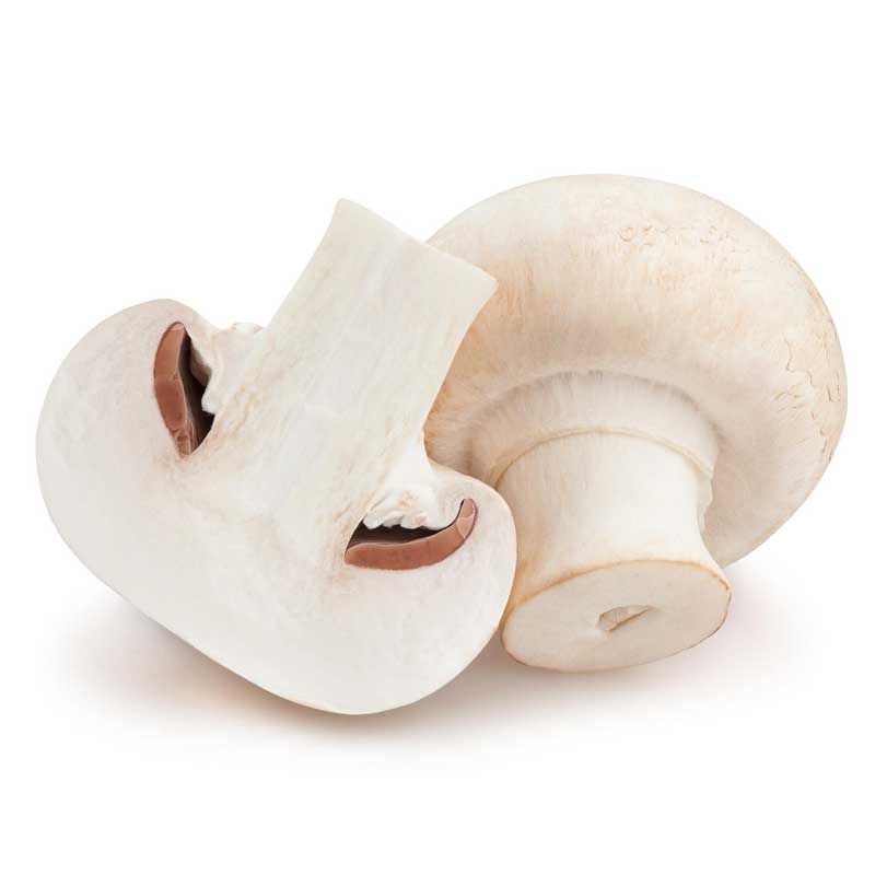 MUSHROOM WHITE /PC