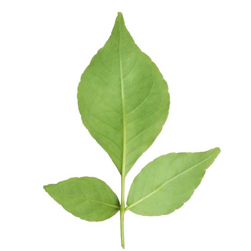 BELPATRA PKT