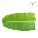 [0100026572] RUBA BANANA LEAF INDIA (AIR)
