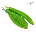 [0100026603] RUBA BOTTLE GOURD GILKI INDIA