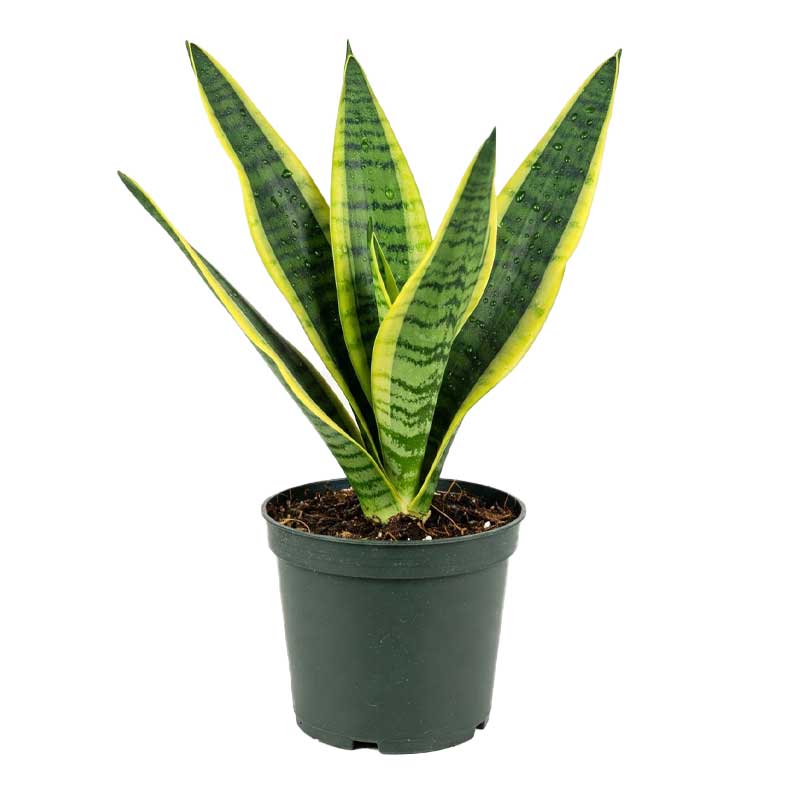 SNEK PLANT S 12CM