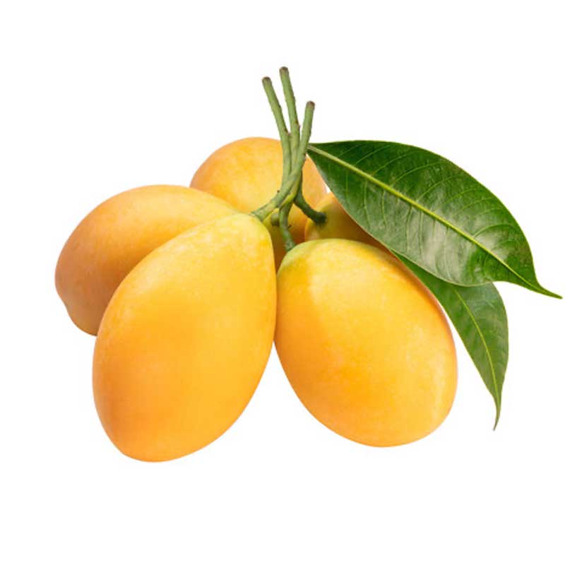 MARIAN PLUMS PKT