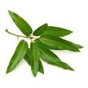 [0100005937] FRESH FLOWER MANGO LEAVES