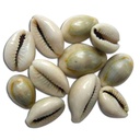 [0100028448] KODI SHELL SMALL 11PC
