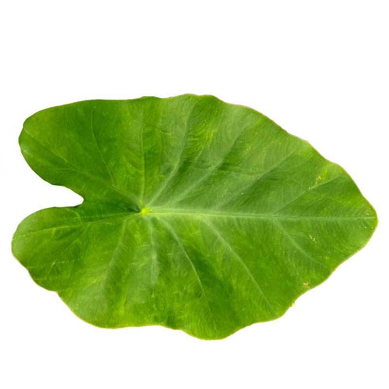 ARVI LEAVES 1PC