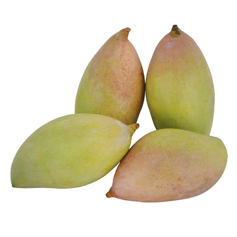 MANGO TOTAPURI