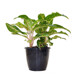 [0100024211] AGLAONEMA BUTTERFLY 12CM