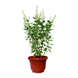 [0100024215] THULASI