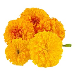 [0100026351] RUBA MARIEGOLD MIX /Kg