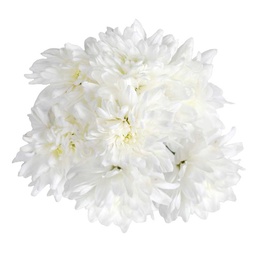 [0100026357] RUBA SEVANTHI FLOWER