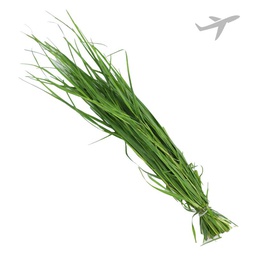 [0100026359] RUBA DHURVA BUNCH