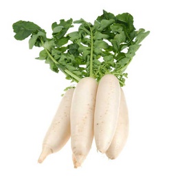 [0100021889] RADISH CH