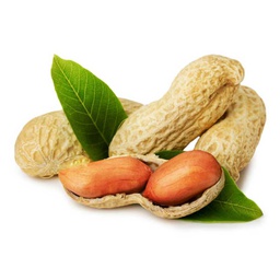 [0100021915] GROUND NUT