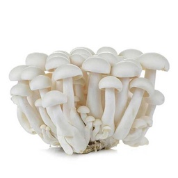 [0100021920] SHIMOJI WHITE