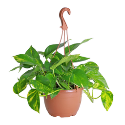 [0100027650] MONEY PLANT HANGING