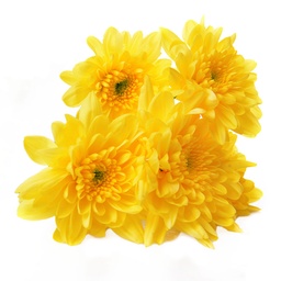 [0100023656] RUBA  YELLOW SEVANTHI FLOWER