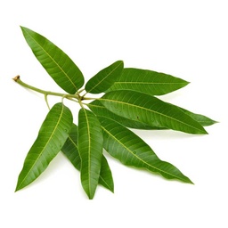 [0100005937] FRESH FLOWER MANGO LEAVES