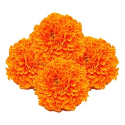 [0100028444] RUBA MARIGOLD ORANGE /Kg