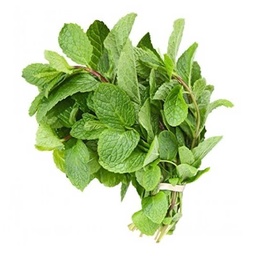 [0100028493] MINT LEAVES 1PC