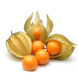 [0100021974] PHYSALIS 1PC