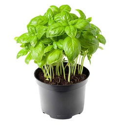 [0100021997] BASIL LEAVES